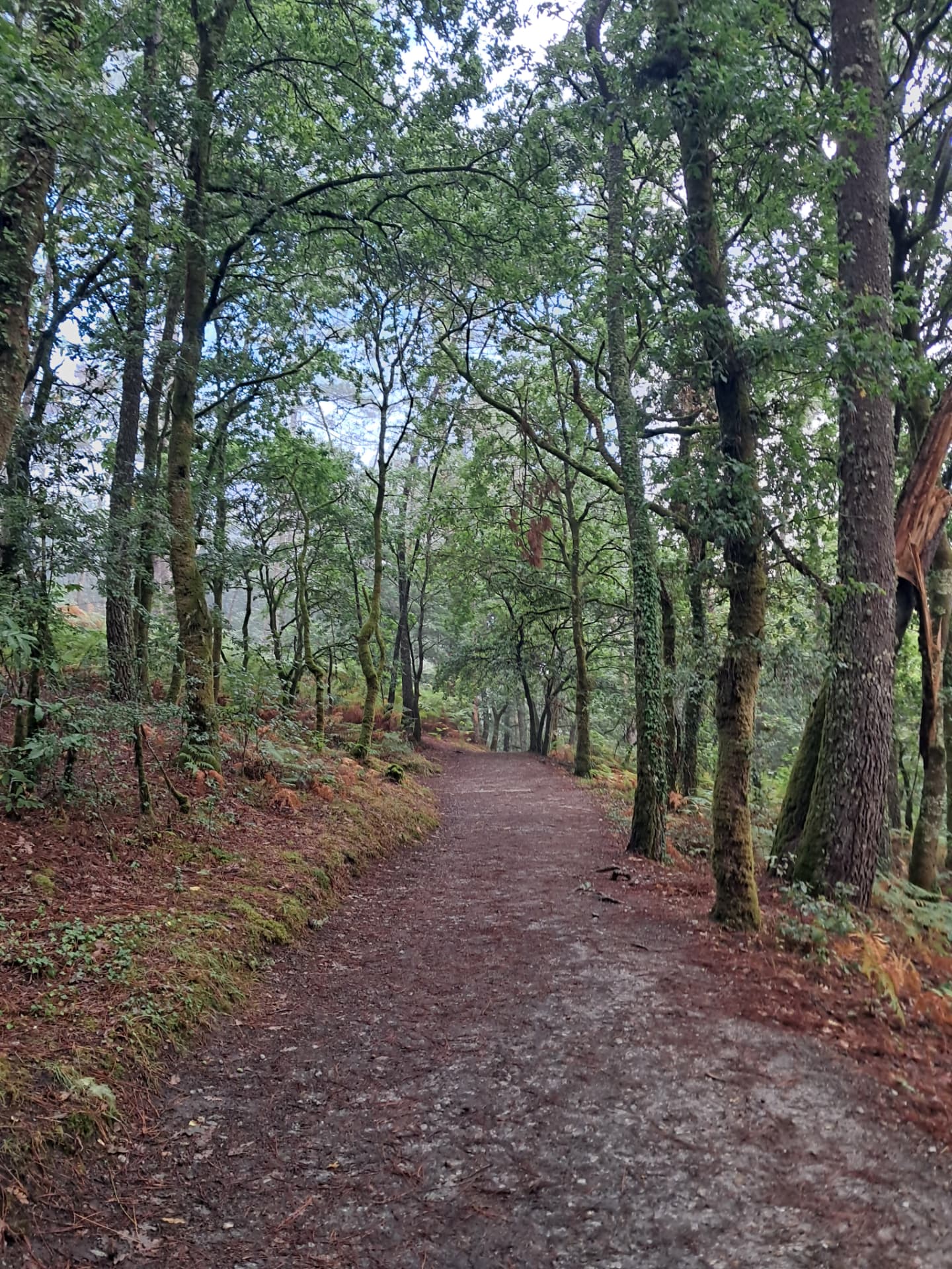 A shaded forest path winding through tall moss-covered trees on the Camino