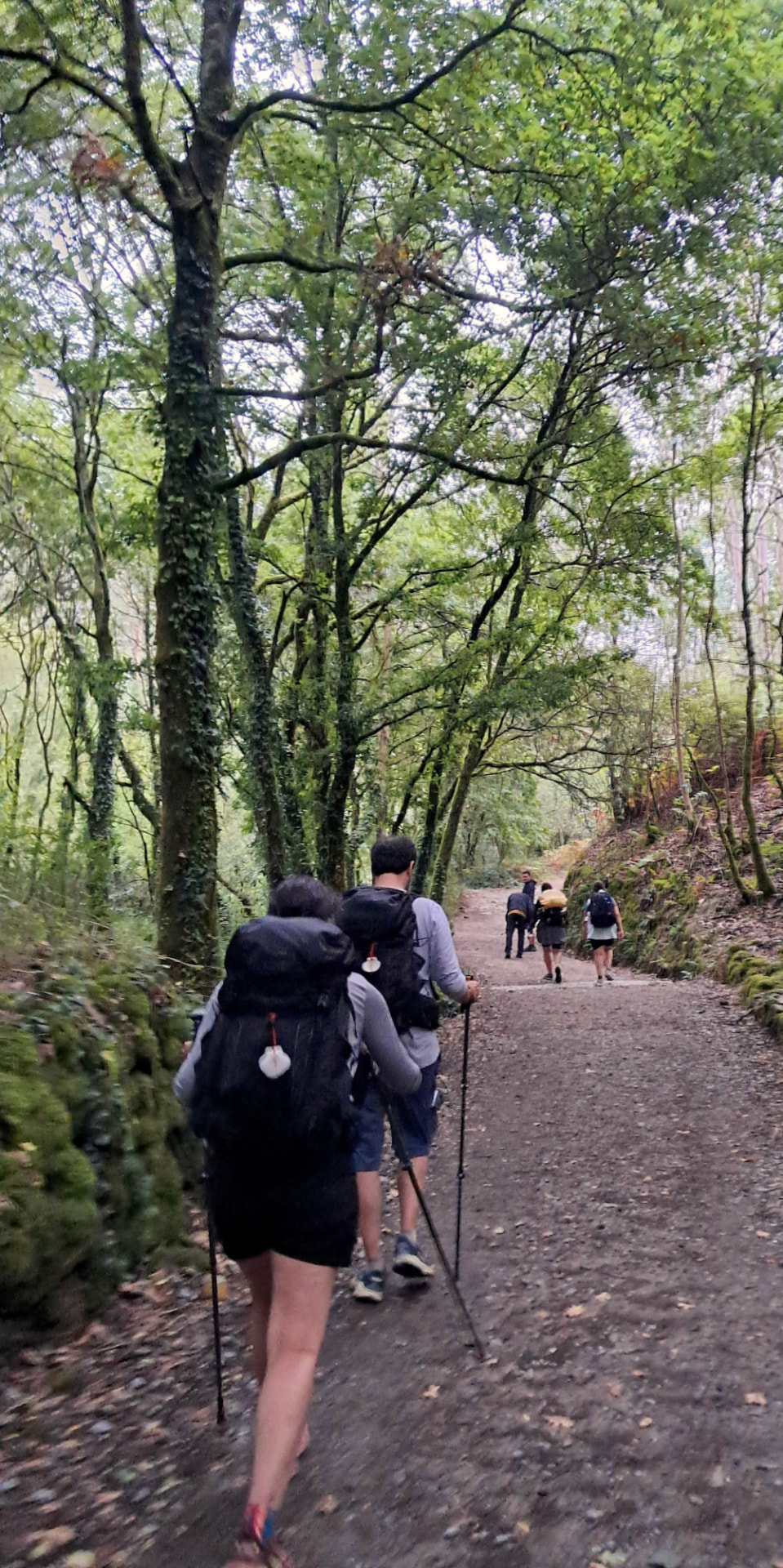 Walkers with backpacks on a forest path of the Camino in Galicia