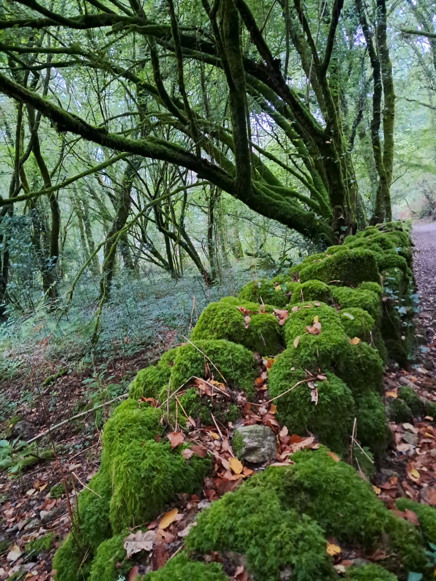 Moss-covered stones and trees along the Camino path