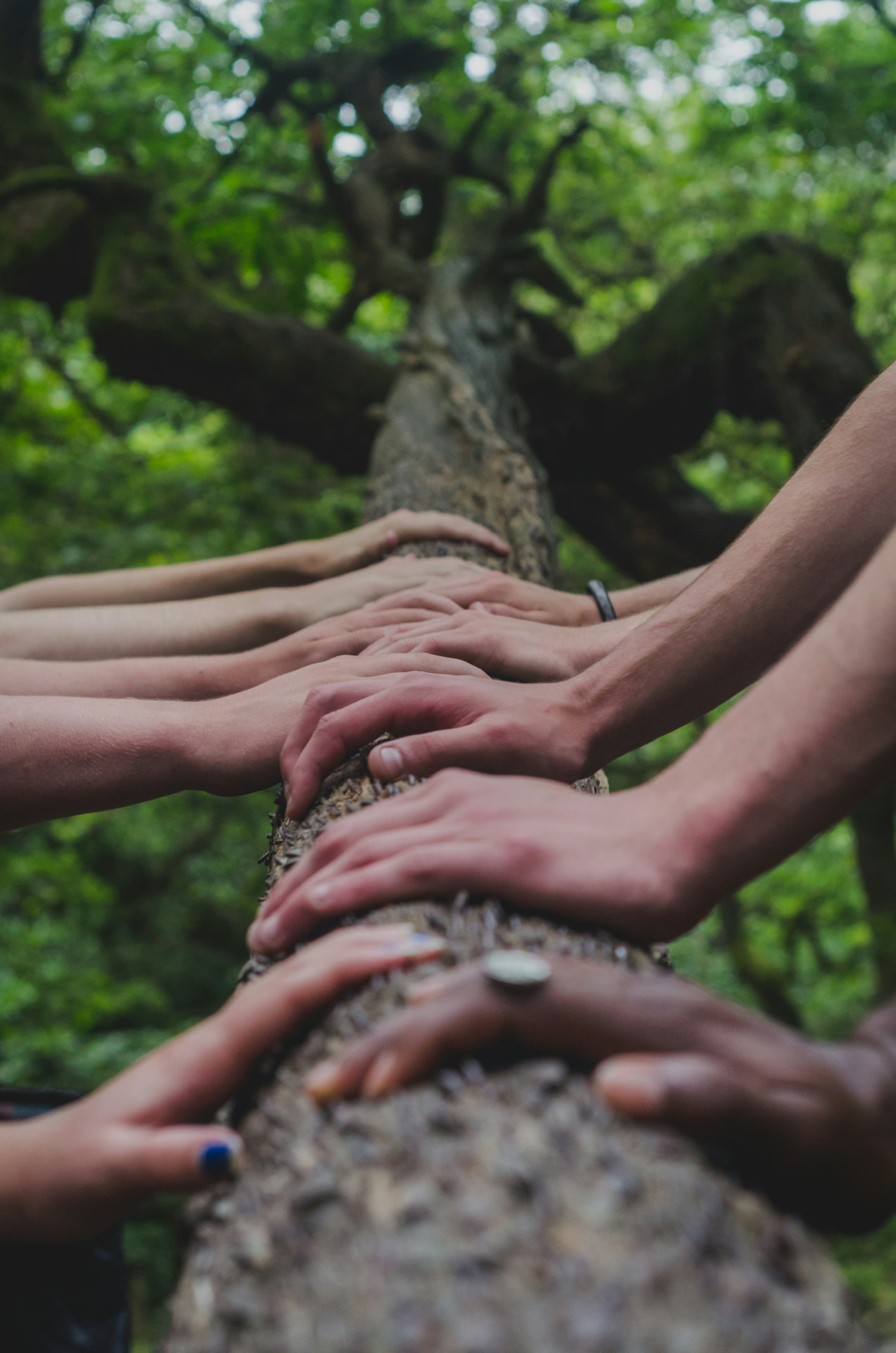 Many hands resting together on the trunk of a large tree in a green forest
