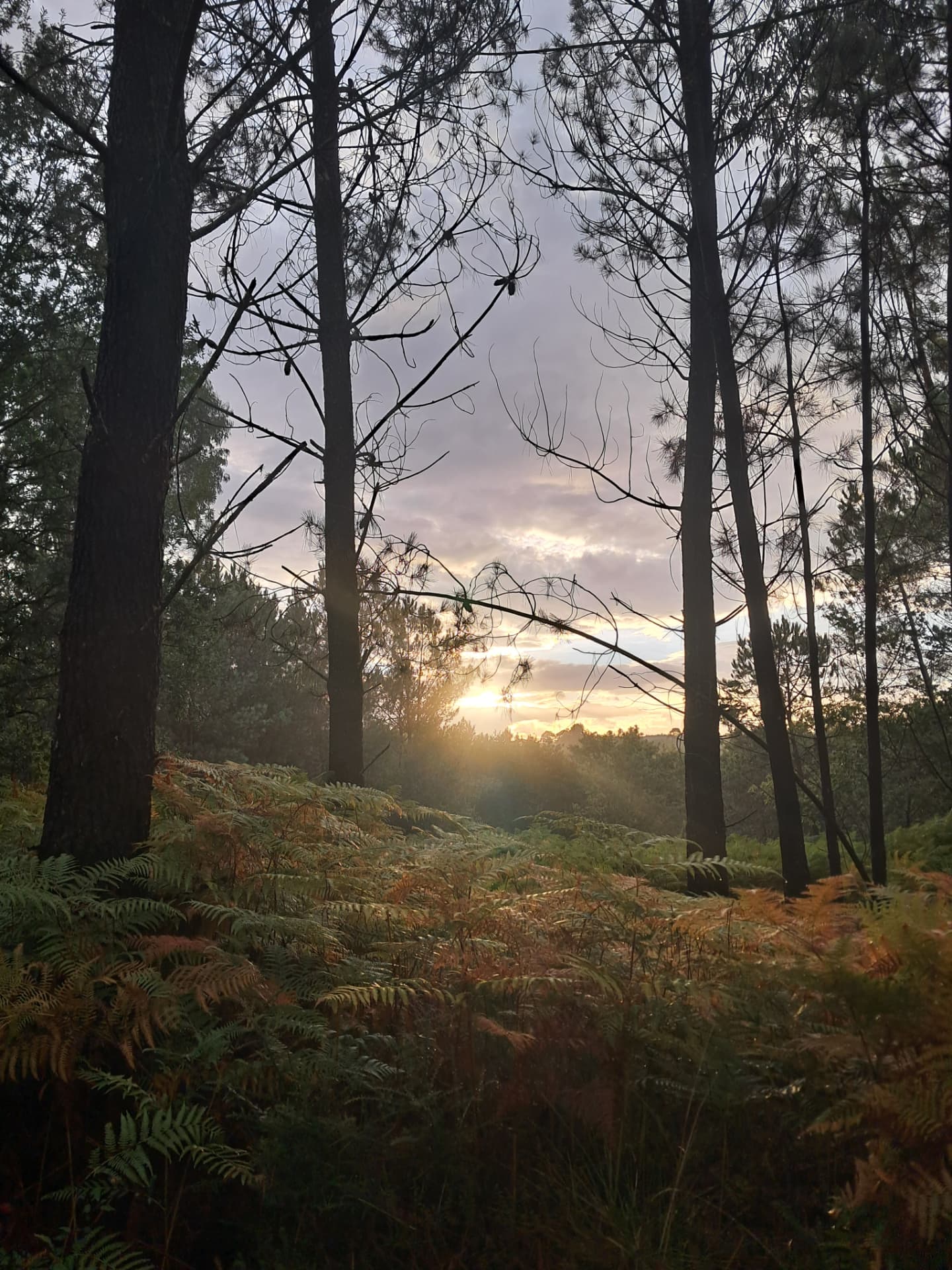 Golden evening light breaking through tall pines over ferns in a Galician forest